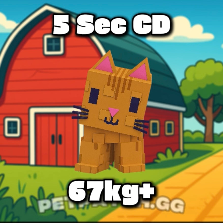 5 Sec Orange Tabby